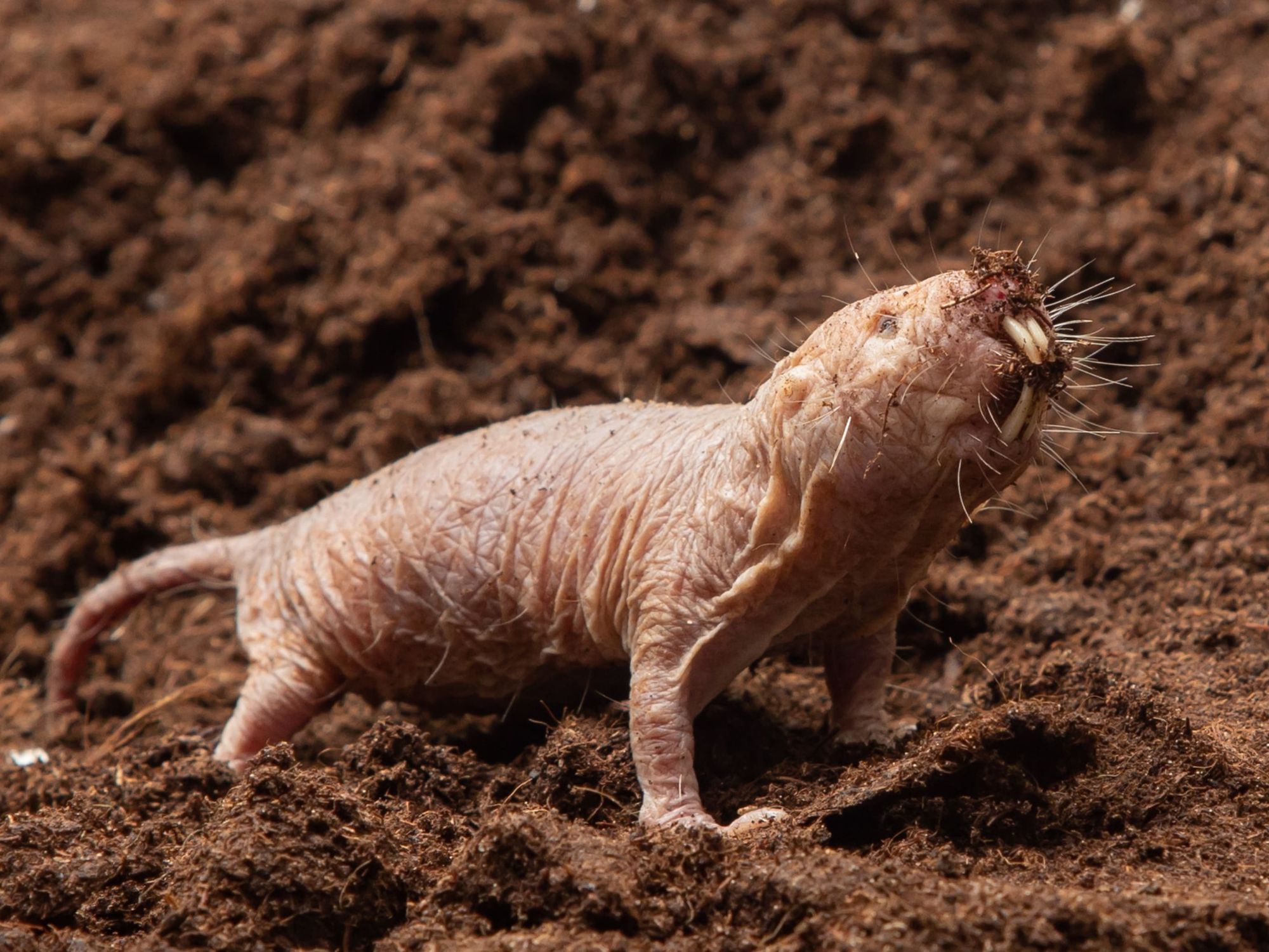 Unique African Mole Rat Breeding Program P rodov deck Fakulta JU