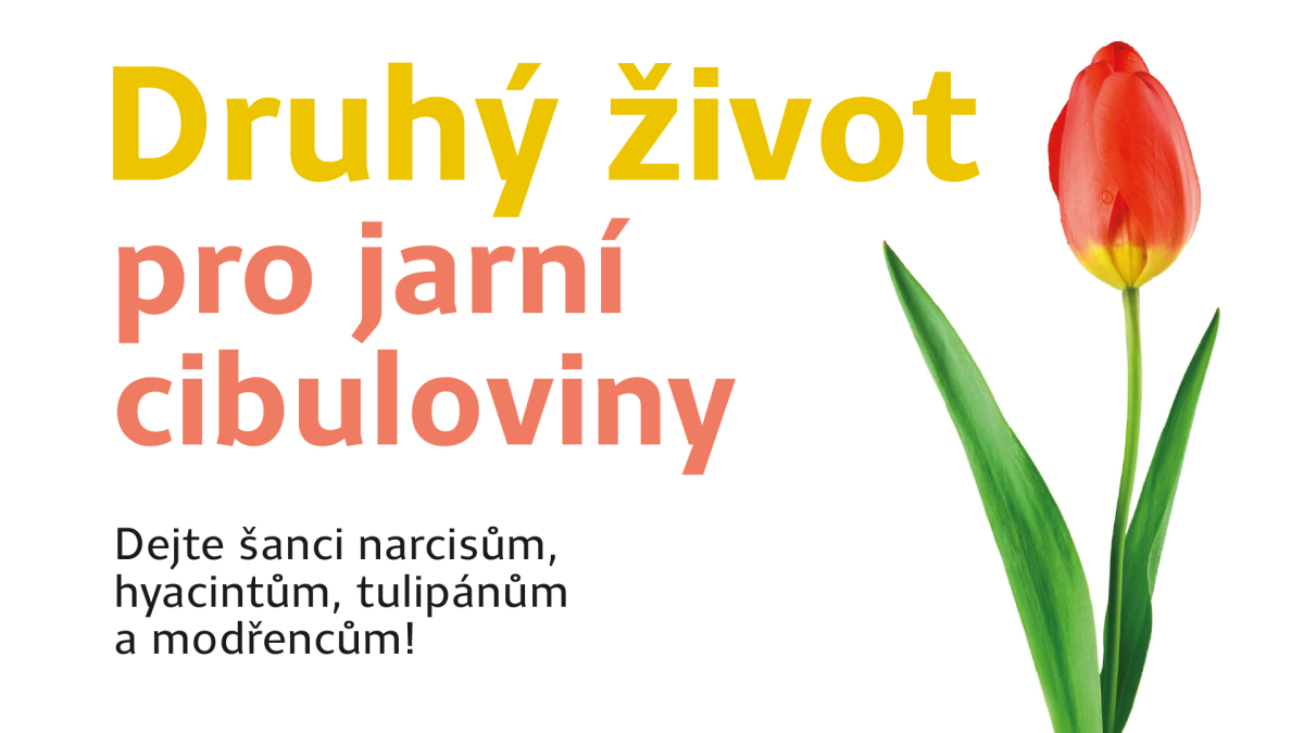 cibuloviny_web_uvodka_web_cz