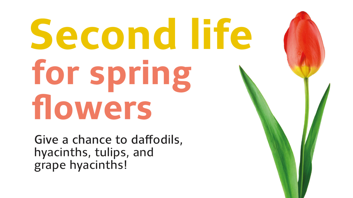 cibuloviny_web_uvodka_web_en